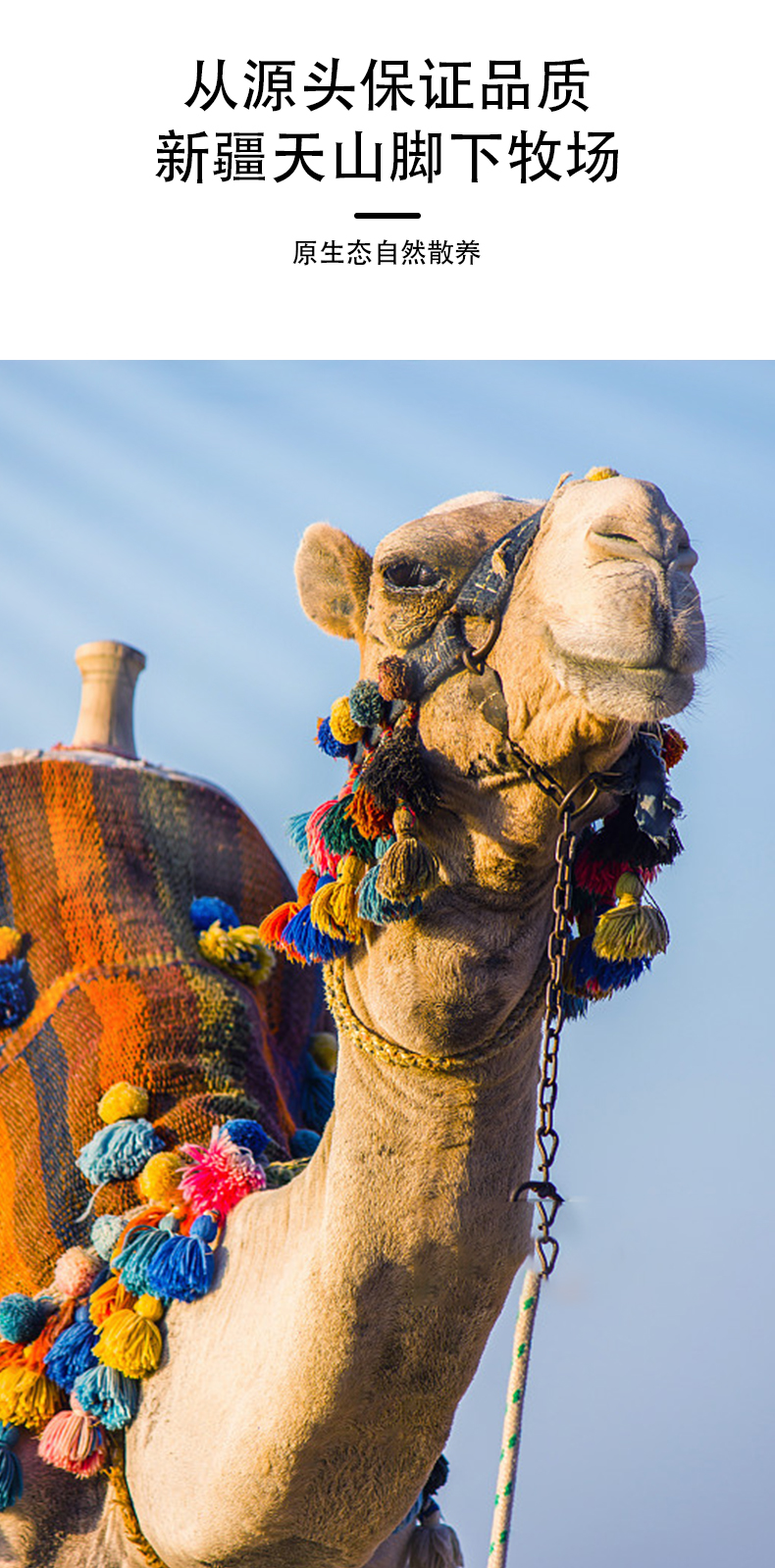 西域總督初乳配方駝奶粉詳情頁_04.jpg