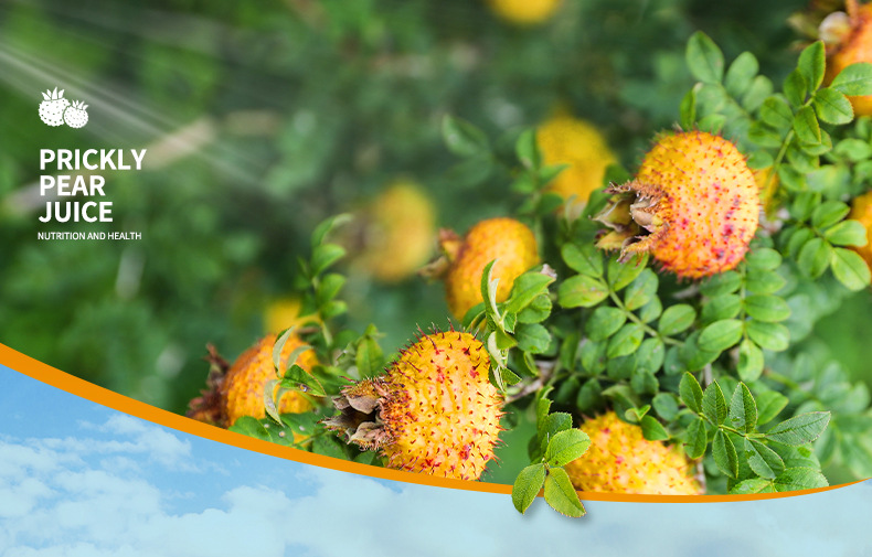 刺梨膠原蛋白肽口服液果蔬y-氨基丁酸小分子飲品一站式貼牌定制