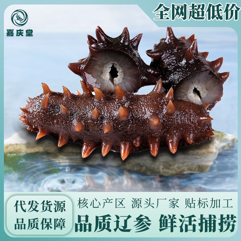 工廠直銷 大連冰鮮即食海參500克真空袋裝 酒店宴會專供食材 遼參.jpg