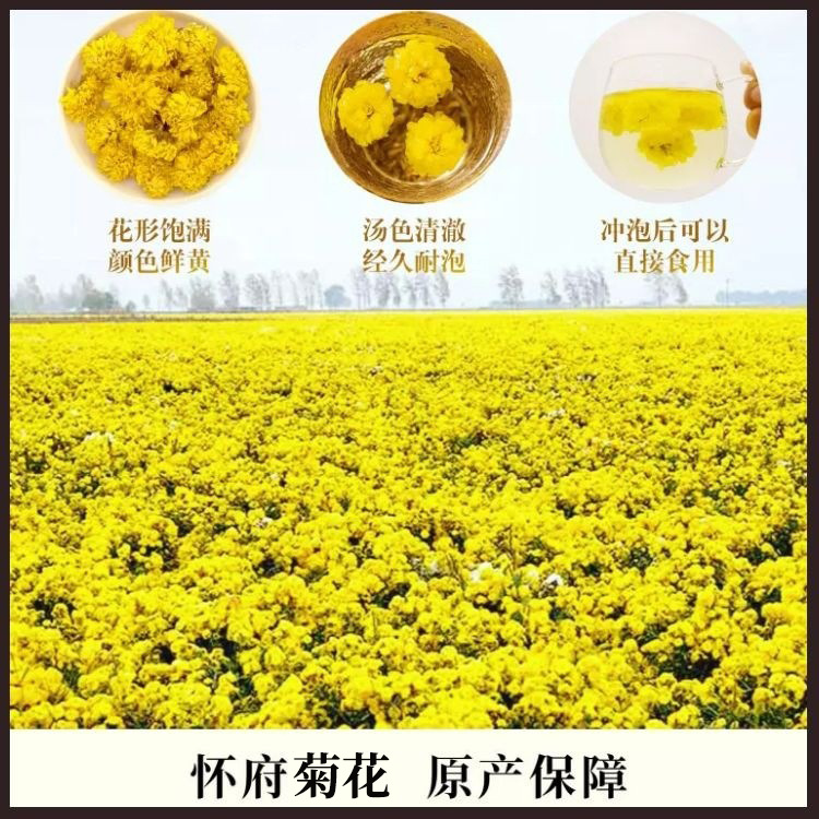 菊花茶廠家批發(fā)干菊花懷菊花茶葉創(chuàng)源堂廠家直銷2.jpg
