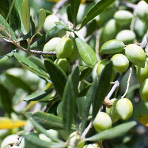 江蘇豪蓓特食品有限公司