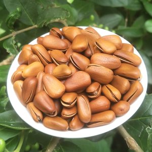 東北特產(chǎn)開口松子代加工貼牌OEM/ODM