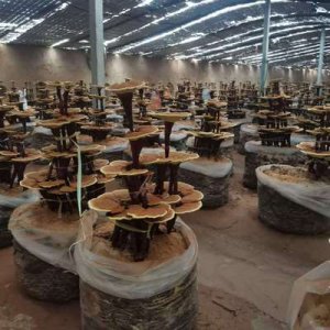 山東冠縣良佳靈芝科技有限公司