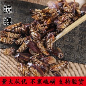 中藥材批發 蟑螂 藥用蟑螂 散裝蟑螂干 蟑螂粉量大從優OEM/ODM定制代加工