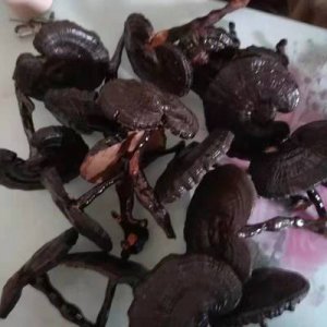 山東冠縣靈芝之鄉黑靈芝OEM代加工