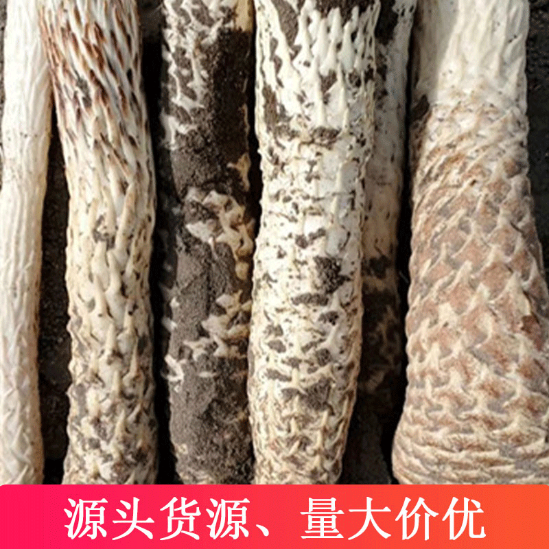 新疆源產地貨源新鮮肉蓯蓉干貨新新疆吐魯番產地新鮮肉蓯蓉OEM/ODM代加工