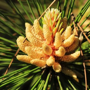 云南松花粉OEM代加工