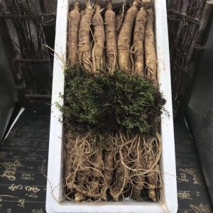 長白山特產鮮參貼牌OEM/ODM