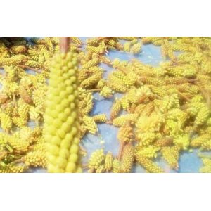 松花粉片 破壁松花粉片代加工貼牌OEM/ODM