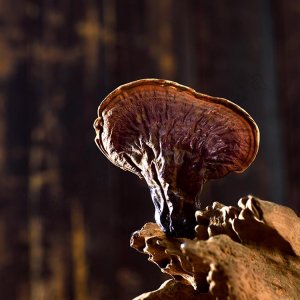 靈芝，供應(yīng)批發(fā)靈芝OEM/ODM代加工