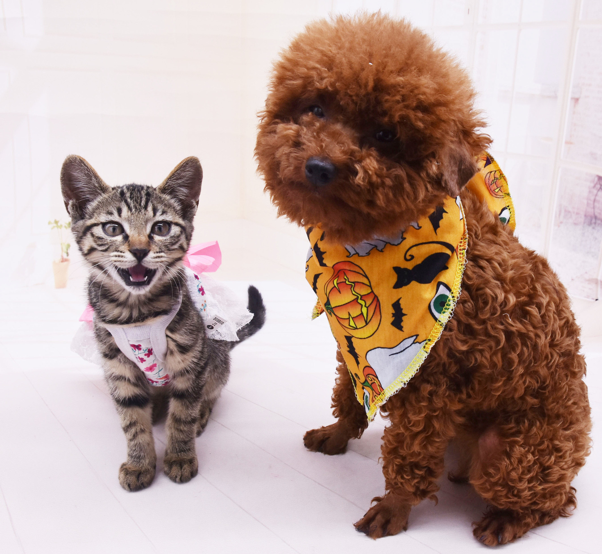 河南省狗寶寶服裝有限公司