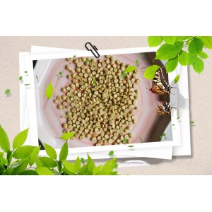 高山苦蕎可OEM/ODM代工