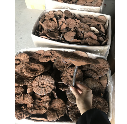 野生段木栽培黑靈芝紫靈芝整枝OEM貼牌代工