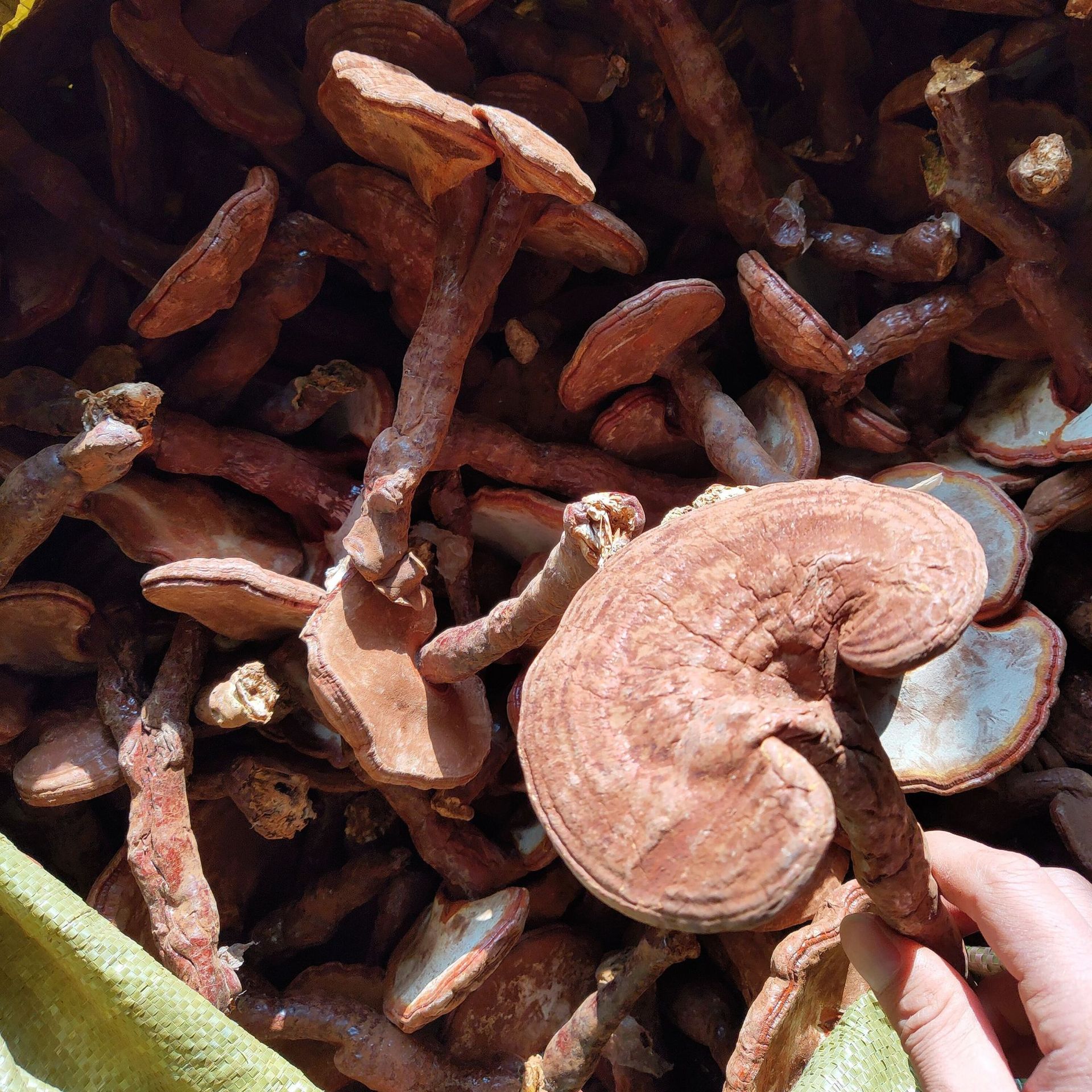岳西縣靈芝生物科技有限公司