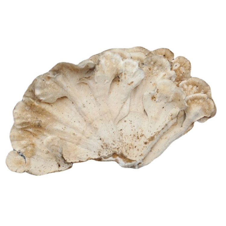 白底云芝OEM代加工